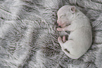Chihuahua Puppy