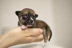 Chihuahua Puppy