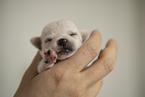 Chihuahua Puppy