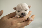 Chihuahua Puppy