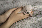 Chihuahua Puppy