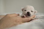Chihuahua Puppy