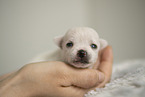 Chihuahua Puppy