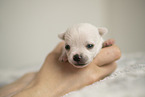 Chihuahua Puppy