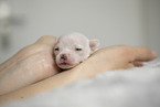 Chihuahua Puppy