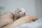 Chihuahua Puppy