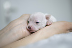 Chihuahua Puppy