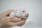 Chihuahua Puppy