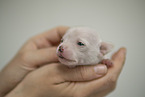 Chihuahua Puppy