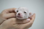 Chihuahua Puppy