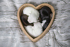 Chihuahua Puppies