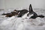 Chihuahua Puppies