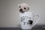 Chihuahua Puppy