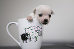 Chihuahua Puppy