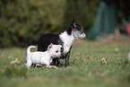 Chihuahua Puppies