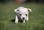 Chihuahua Puppy