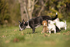 Chihuahua Puppies