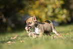 Chihuahua Puppy