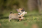 Chihuahua Puppy