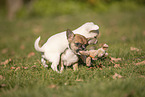 Chihuahua Puppies