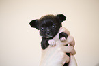 Chihuahua Puppy