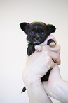 Chihuahua Puppy