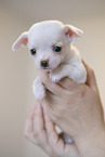 Chihuahua Puppy