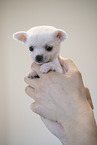 Chihuahua Puppy