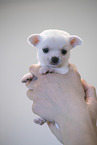 Chihuahua Puppy
