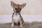 Chihuahua Puppy