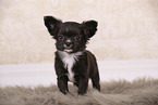 Chihuahua Puppy