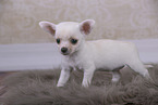 Chihuahua Puppy