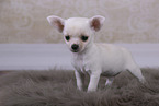 Chihuahua Puppy