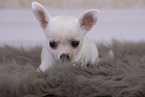 Chihuahua Puppy