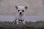 Chihuahua Puppy