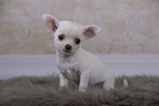 Chihuahua Puppy