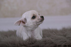 Chihuahua Puppy