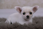 Chihuahua Puppy