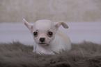 Chihuahua Puppy