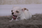 Chihuahua Puppy