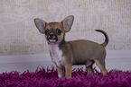 Chihuahua Puppy