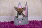 Chihuahua Puppy