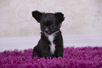 Chihuahua Puppy