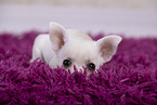 Chihuahua Puppy