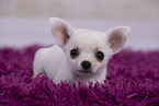 Chihuahua Puppy