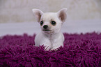 Chihuahua Puppy
