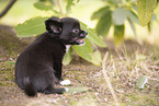 Chihuahua Puppy