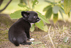 Chihuahua Puppy
