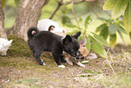 Chihuahua Puppies