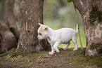 Chihuahua Puppies